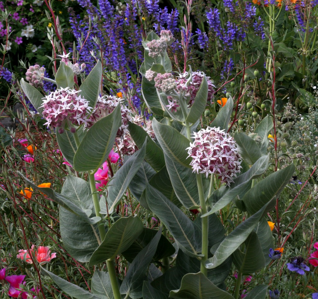 Asclepias Speciosa jigsaw puzzle in Flowers puzzles on TheJigsawPuzzles.com